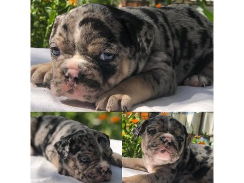 2 aylık erkek merle tan french bulldog