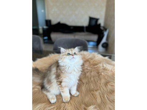 British longhair golden