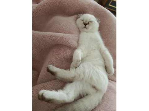 Son yavrumuz scottish straight lynx point
