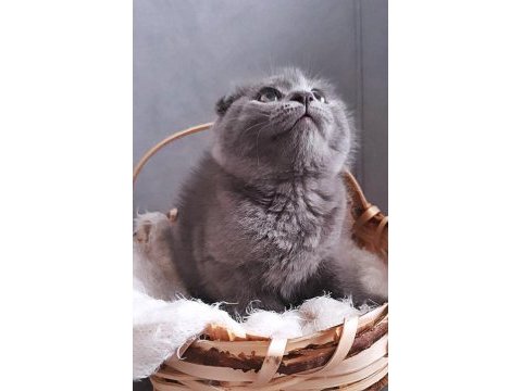 Yuvalarına gitmeye hazır kediler