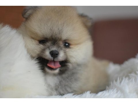 Teddy bear pomeranian bebekler
