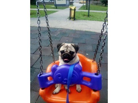 Gül kuyruk sıfır burun show kalite pug