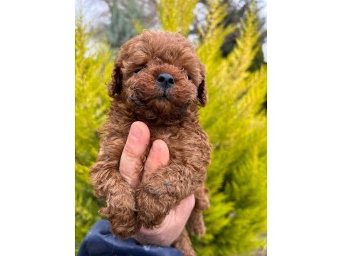 Red brown toy poodle yavrularım 