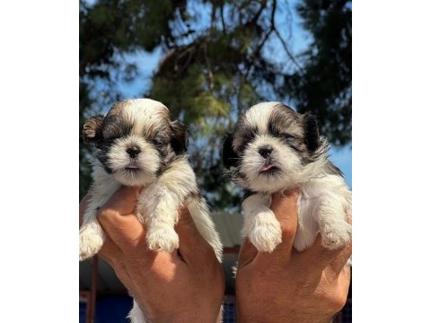 Shih tzu şitsu yavrular