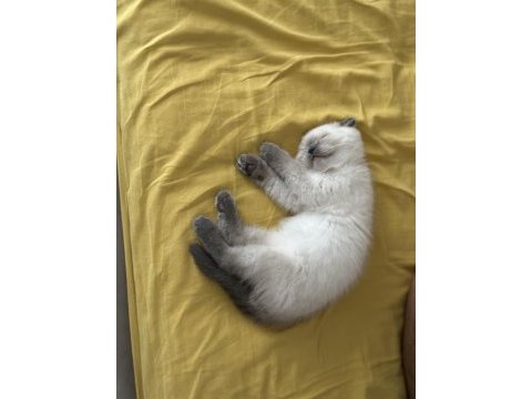 British shorthair blue point yavrular