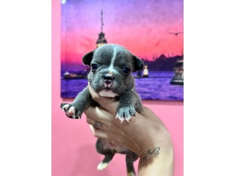 Fransız bulldog bebeklerim