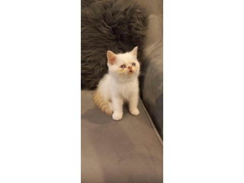 Exotic shorthair yavrular