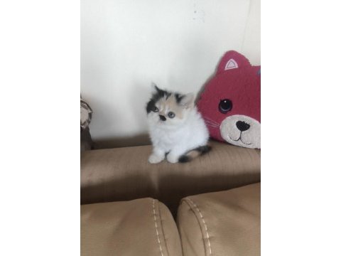 Sevimli exotic shorthair kızlar