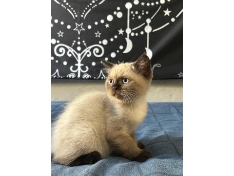 Birbirinden güzel british shorthair bebeklerimiz