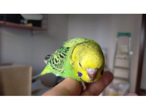 Jumbo yavru muhabbet kuşları