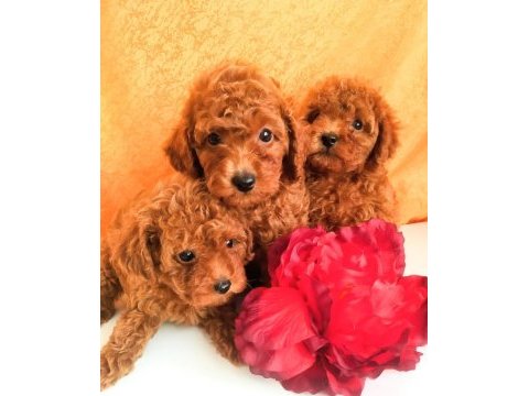 Kore gen toy poodle yavrular