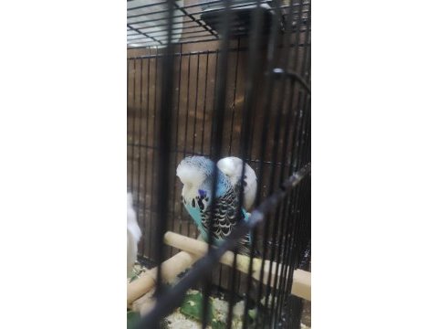 Maşallah show jumbo muhabbet kuşu damızlık ve yavrular