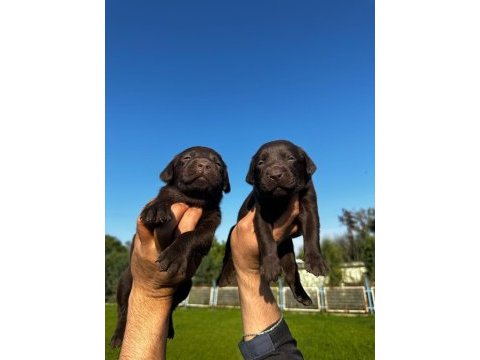 Labrador retriever yavrularımız