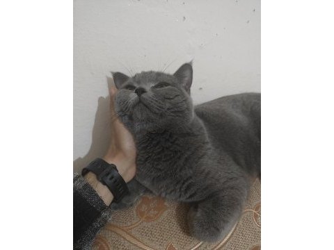 British shorthair oğluma gelin arıyorum