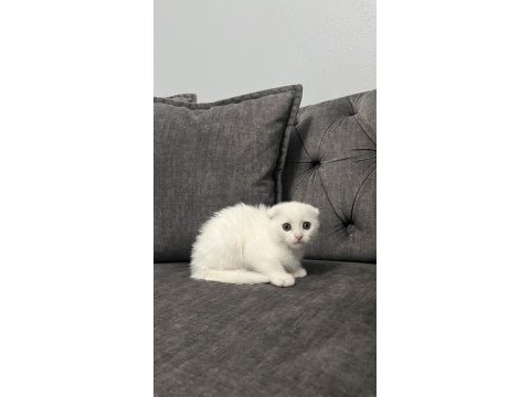 Karbeyaz dişi scottish fold
