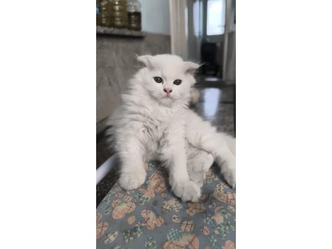 55 günlük dev kedimiz