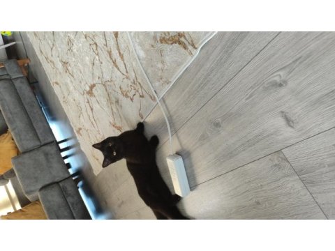 British shorthair ücretsiz dişi kedimiz