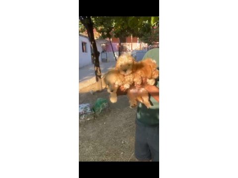 45 günlük erkek dişi maltipoo bebekler