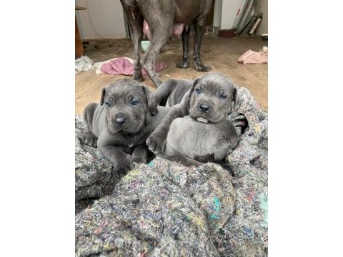 Cane corso blue yavrular