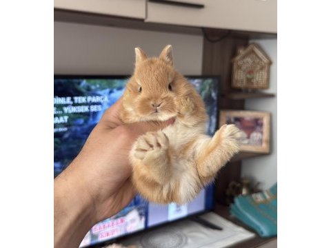 Safkan hollanda lop mini lop ve cüce tavşanlar