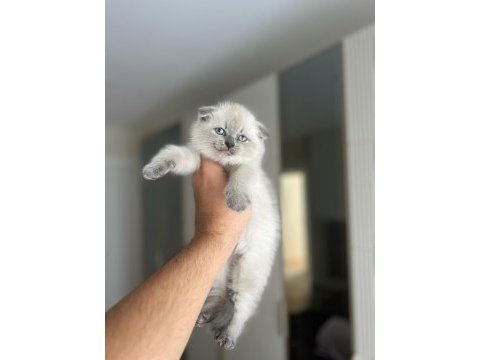 Scottish fold blue point yavrularım 