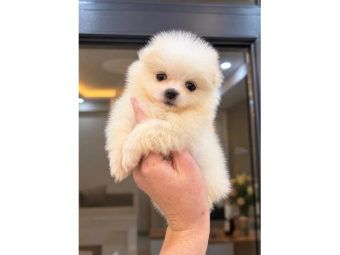 Pomeranian boo 