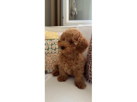Poodle yavrumuza acil yuva arıyoruz