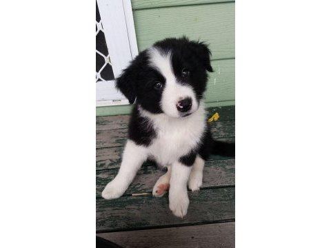 Border collie bebekler teslime hazır