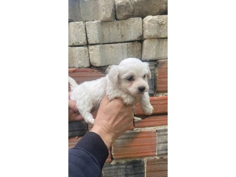 Maltese terrier yavrular ırk sağlık garantili