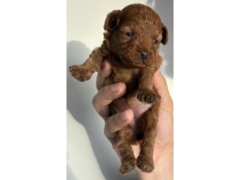 Orijinal kore toy poodle müthiş kalite