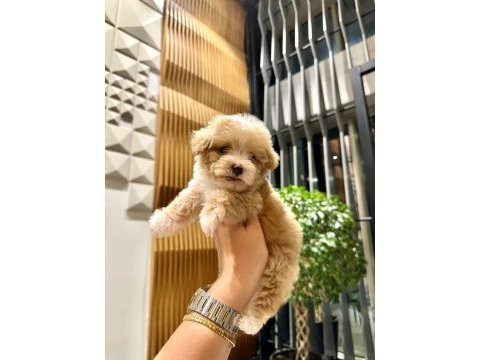 0 boy kore güzeli maltipoo lina
