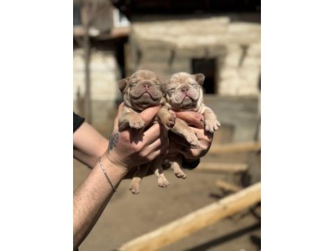 French bulldog yavrularımız