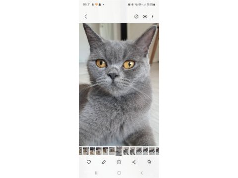 British shorthair 1,5 yaşında