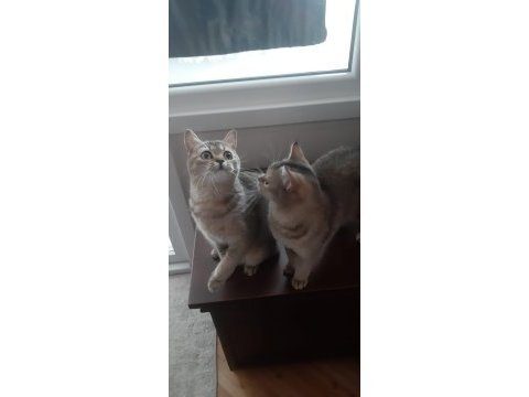 Black golden british shorthair prensesler