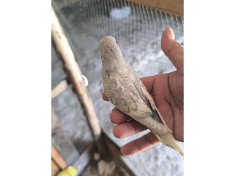 Mutasyon muhabbet kuşu yavru