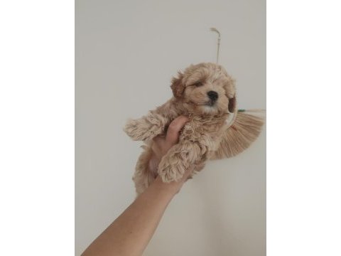Kaliteli maltipoo yavrular