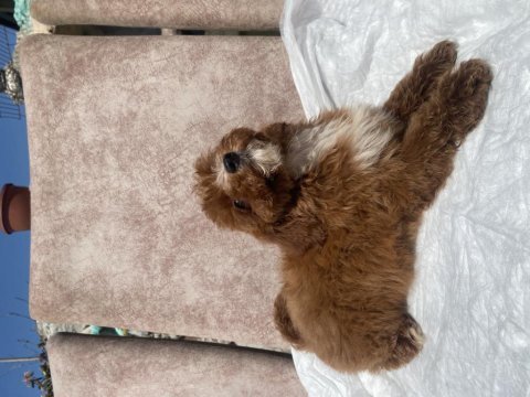 Mini boy maltipoo oğlumuz
