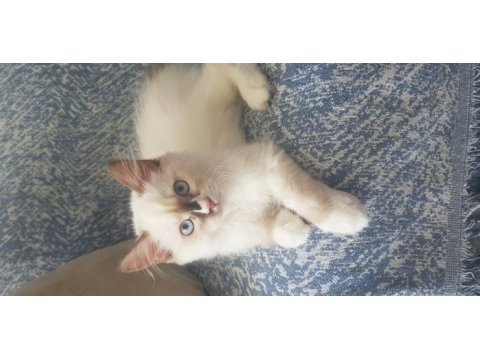 Safkan ragdoll yavrularımız sahiplendirilecektir