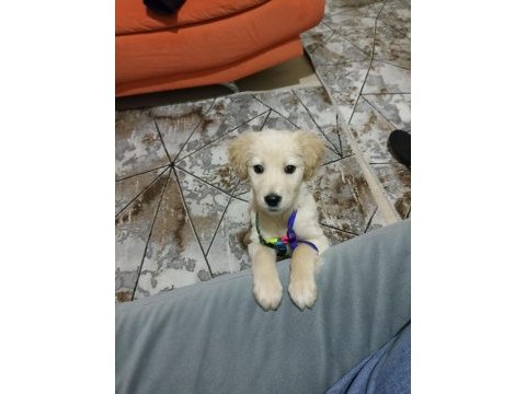 Baby face golden retriever yavrusu