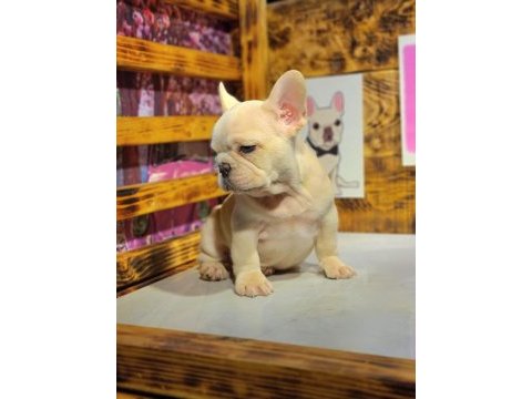 Egzotik renk french bulldog bebeklerimiz