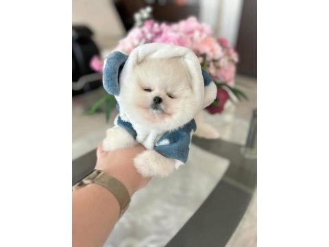 Pomeranian boo erkek ayı surat