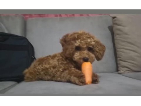 Maltipoo bebekler