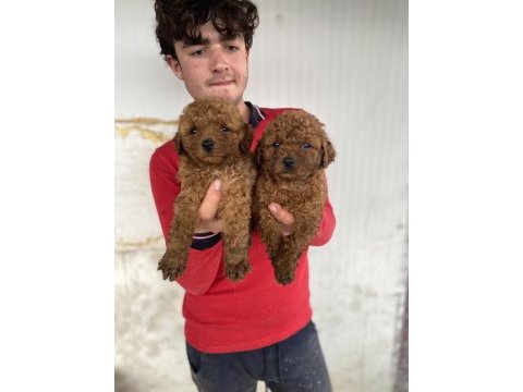 Red toy poodle yavrular