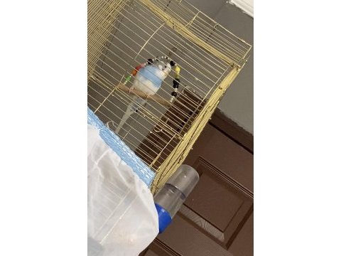 Konuşan muhabbet kuşumuz paşa