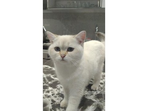 Güzel british shorthair kızımız sahiplendirilecek