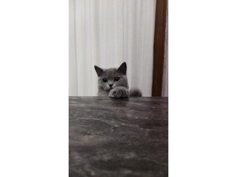 Uyguna british shorthair sahiplendirme