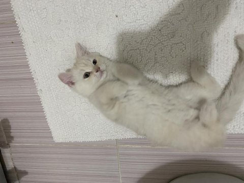 2,5 aylık british longhair