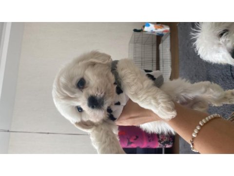 Teslime hazır maltipoo yavrularımız