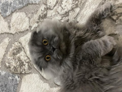 Yavrumun yavrusu british longhair