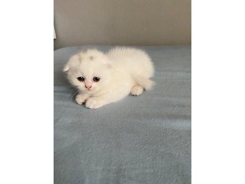 2 tane british shorthair 1 tane scottish fold
